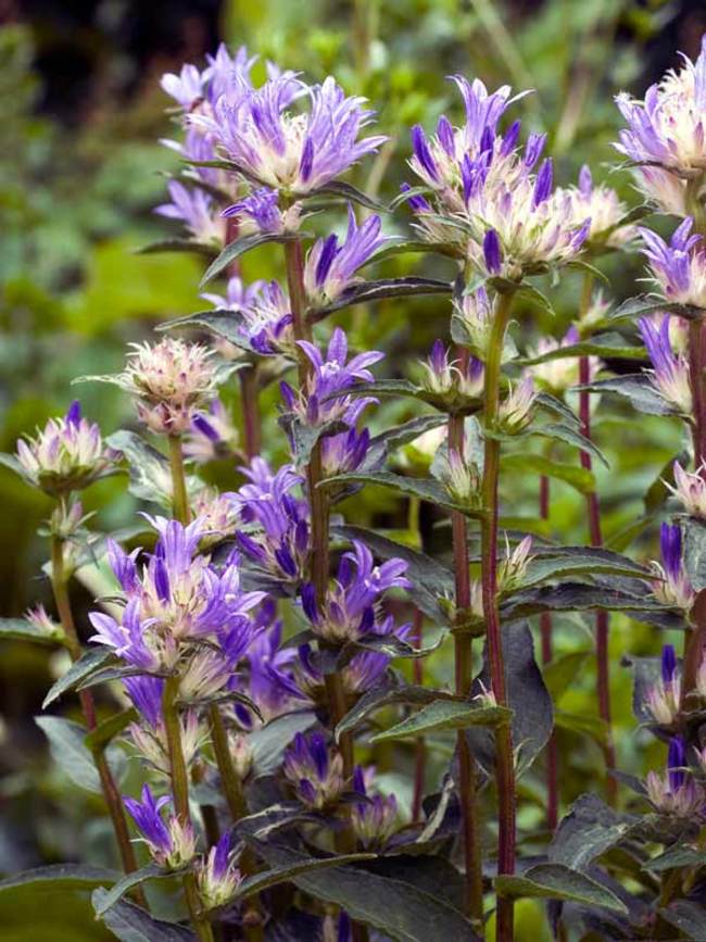 Campanula Genti Twisterbell