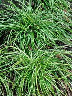 grasses for shade tree carex ice cream grasses bluestone perennials grasses for shade tree carex ice cream grasses bluestone perennials