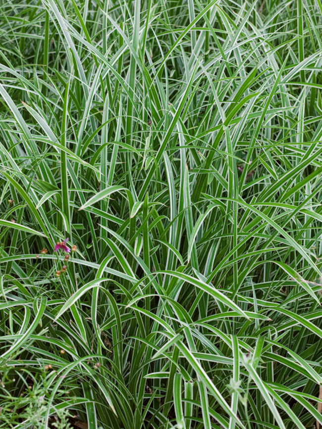 Carex morrowii Rooted Clumps Evergreen Deer & Shade Tolerant Ice Dance Carex 