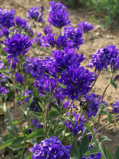 Campanula