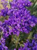 Campanula Joan Elliot