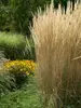 Calamagrostis Karl-Foerster