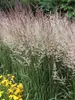 Calamagrostis Karl-Foerster