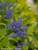 Caryopteris Little Miss Sunshine