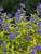 Caryopteris Little Miss Sunshine