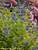 Caryopteris Little Miss Sunshine