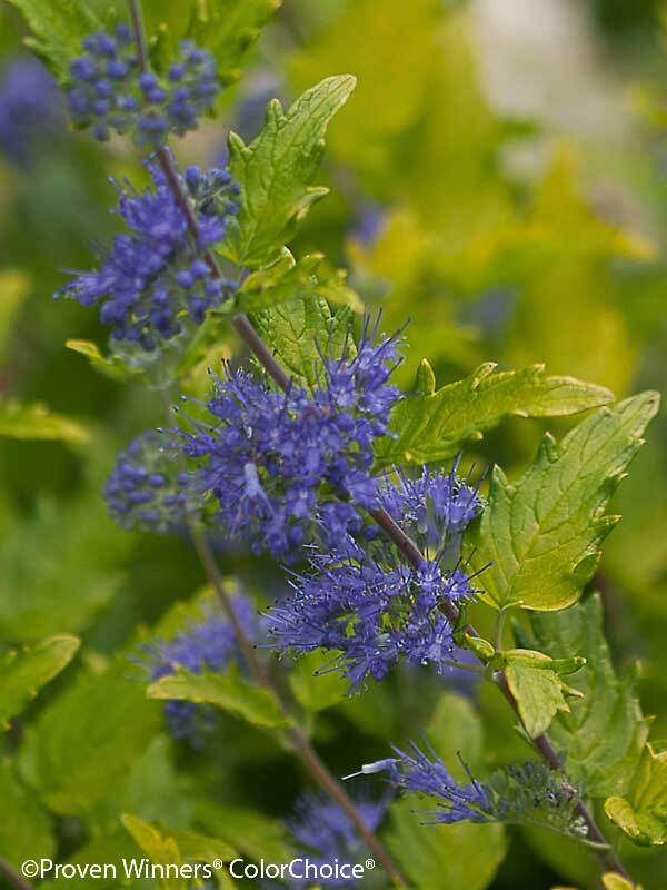 Caryopteris Little Miss Sunshine