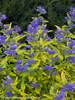 Caryopteris Little Miss Sunshine