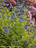 Caryopteris Little Miss Sunshine