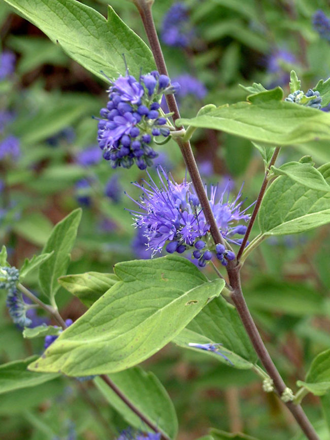 Image of Caryopteris Longwood Blue flower