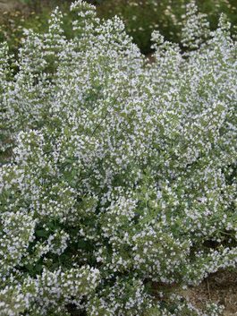 Specials Bluestone Perennials