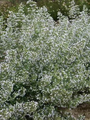 Link to Calamintha Nepeta