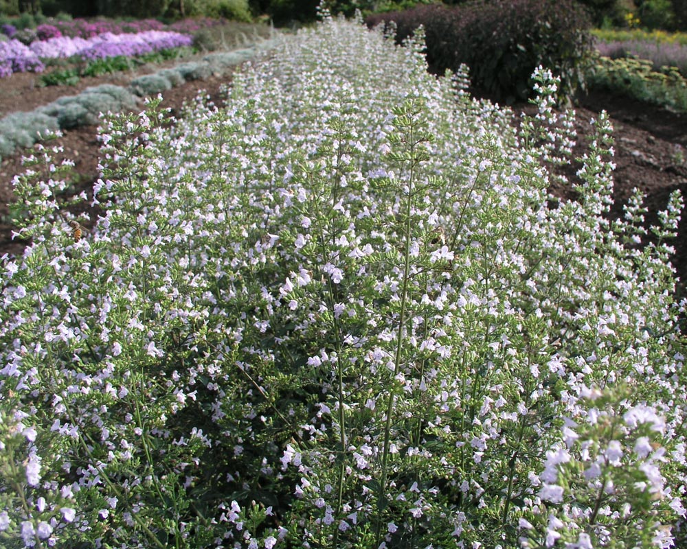 Calamintha Nepeta | Bluestone Perennials