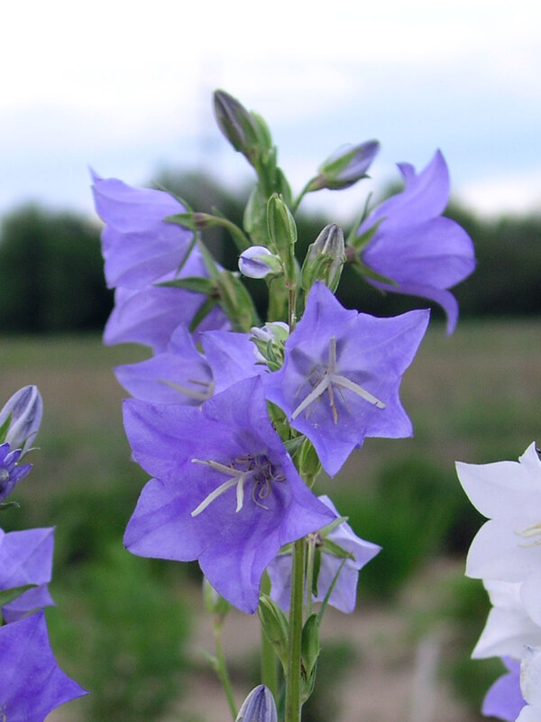 Campanula New Giant