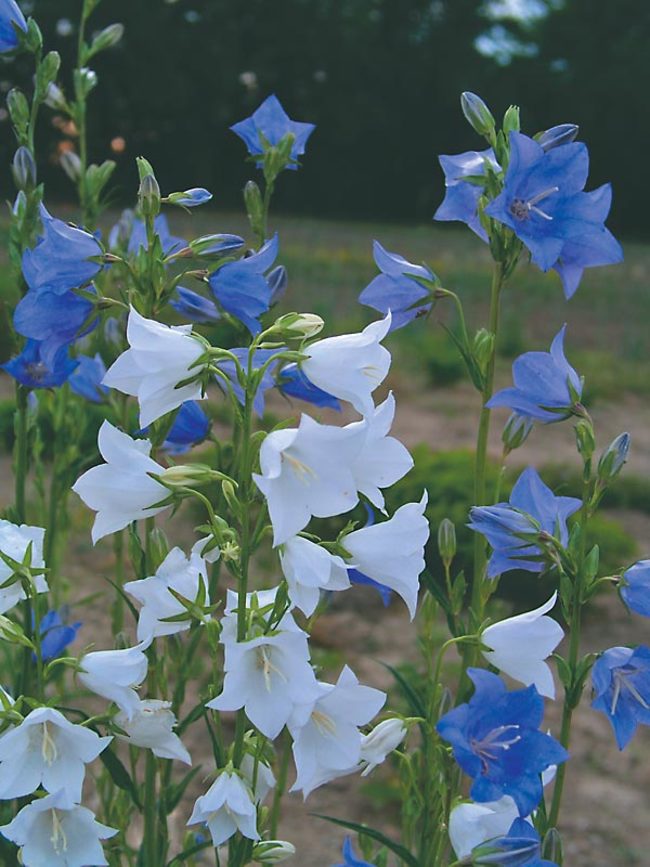 Campanula New-Giant