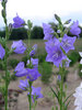 Campanula New Giant