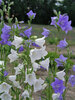 Campanula New Giant