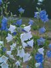 Campanula New-Giant