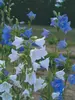 Campanula New-Giant