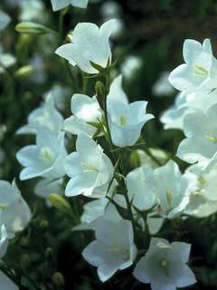 Campanula