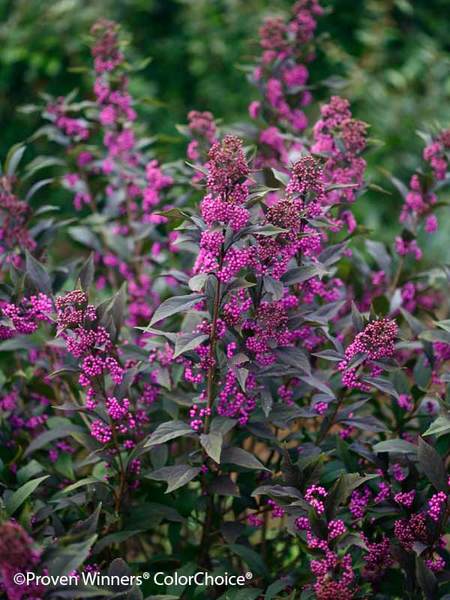 Product Viewer - Callicarpa Pearl Glam