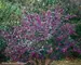 Callicarpa Pearl Glam