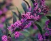 Callicarpa Pearl Glam