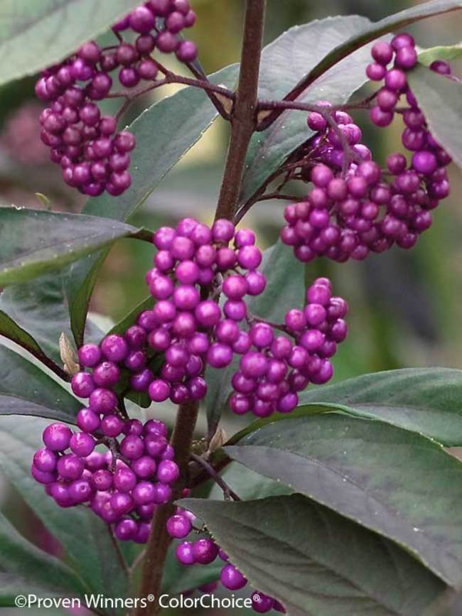 Callicarpa Purple Pearls