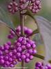 Callicarpa Purple Pearls