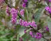 Callicarpa Purple Pearls
