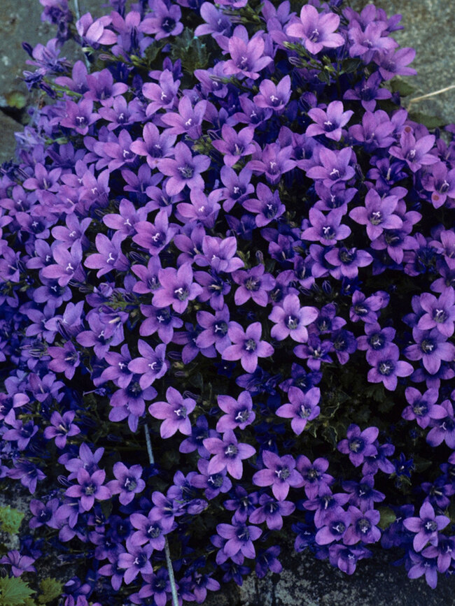 Campanula Portenschlagiana