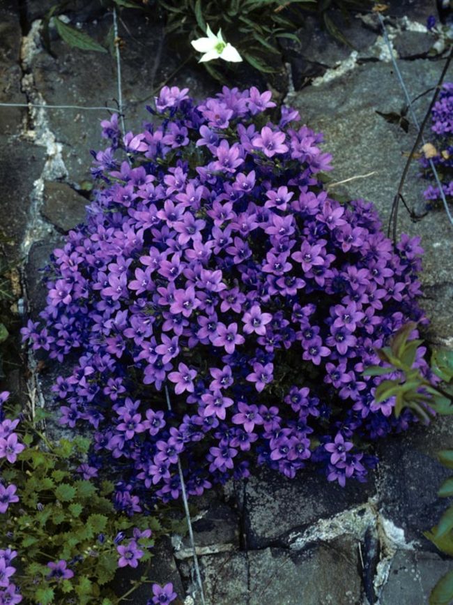 Campanula Portenschlagiana