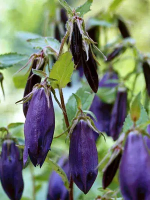Link to Campanula Purple Sensation
