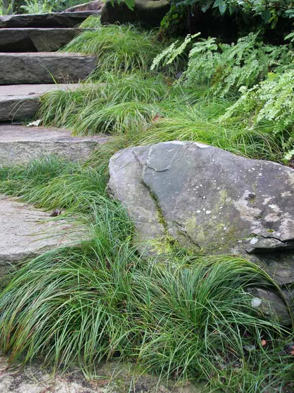 Carex Pensylvanica