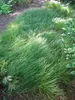 Carex Pensylvanica