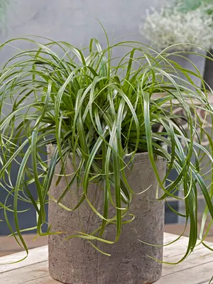 Link to Carex Ribbon Falls