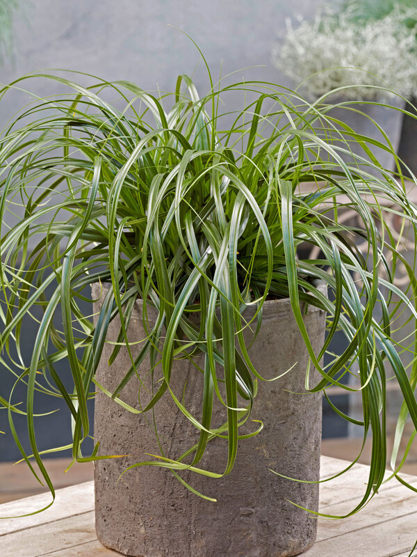 Carex Ribbon Falls