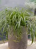 Carex Ribbon Falls