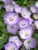 Campanula Samantha