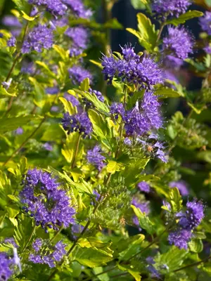 Link to Caryopteris Sunshine Blue&reg; II