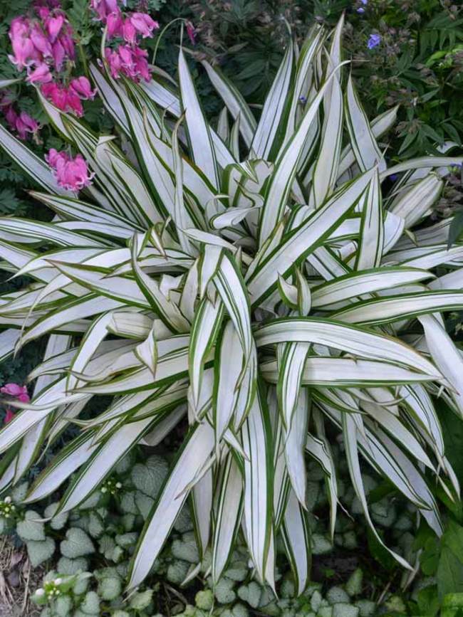 Carex Snow Cap