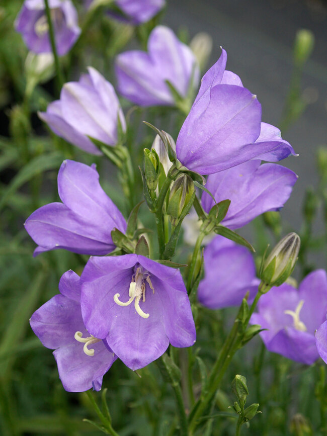 Campanula Takion Blue