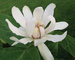 Calycanthus Venus