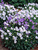 Campanula White-Clips