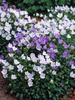 Campanula White-Clips