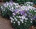 Campanula White-Clips