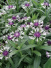 Centaurea Amethys In Snow