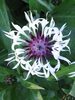 Centaurea Amethys In Snow