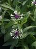 Centaurea Amethys In Snow