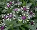 Centaurea Amethys In Snow